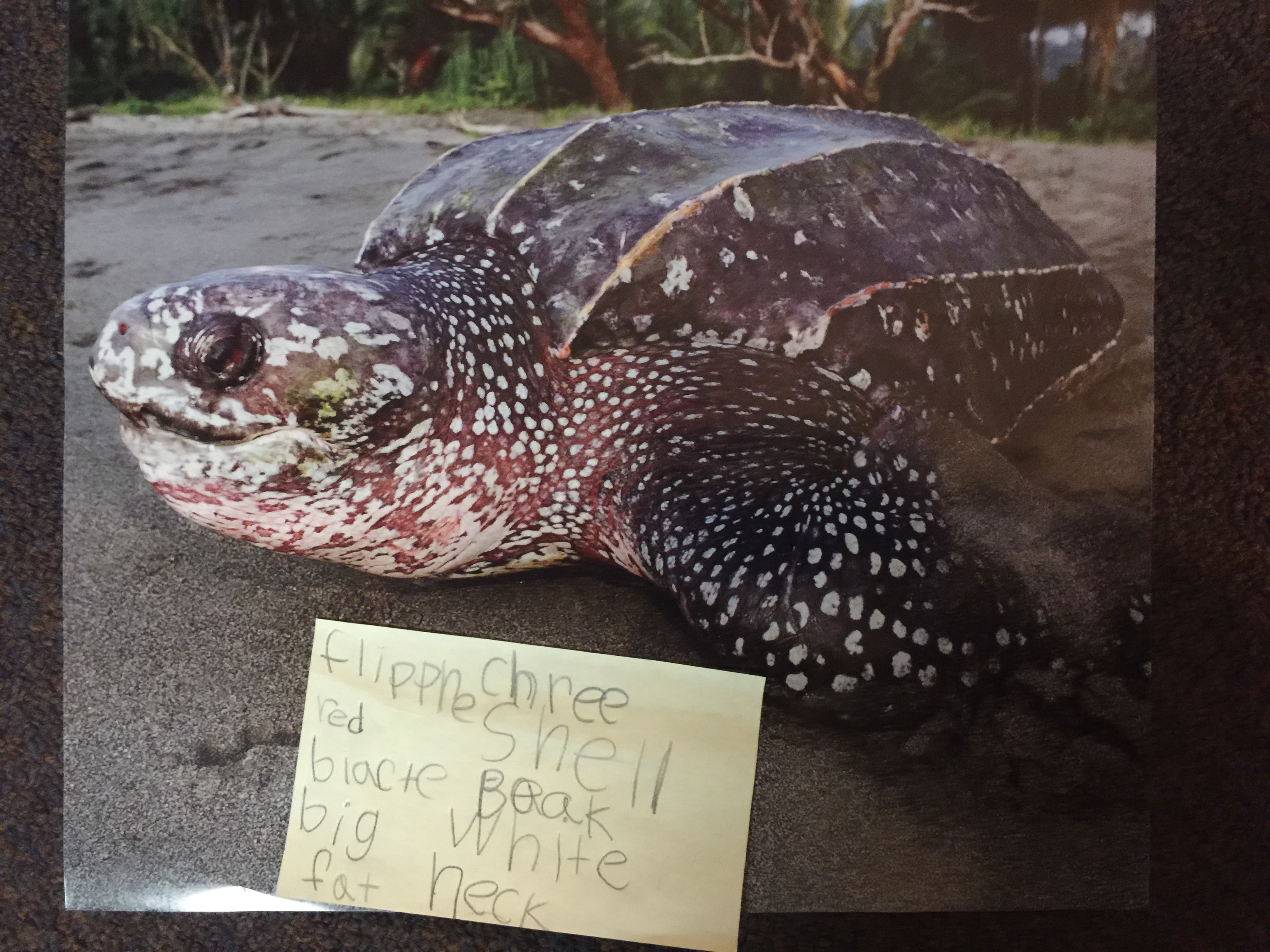 kinder sea turtle 1