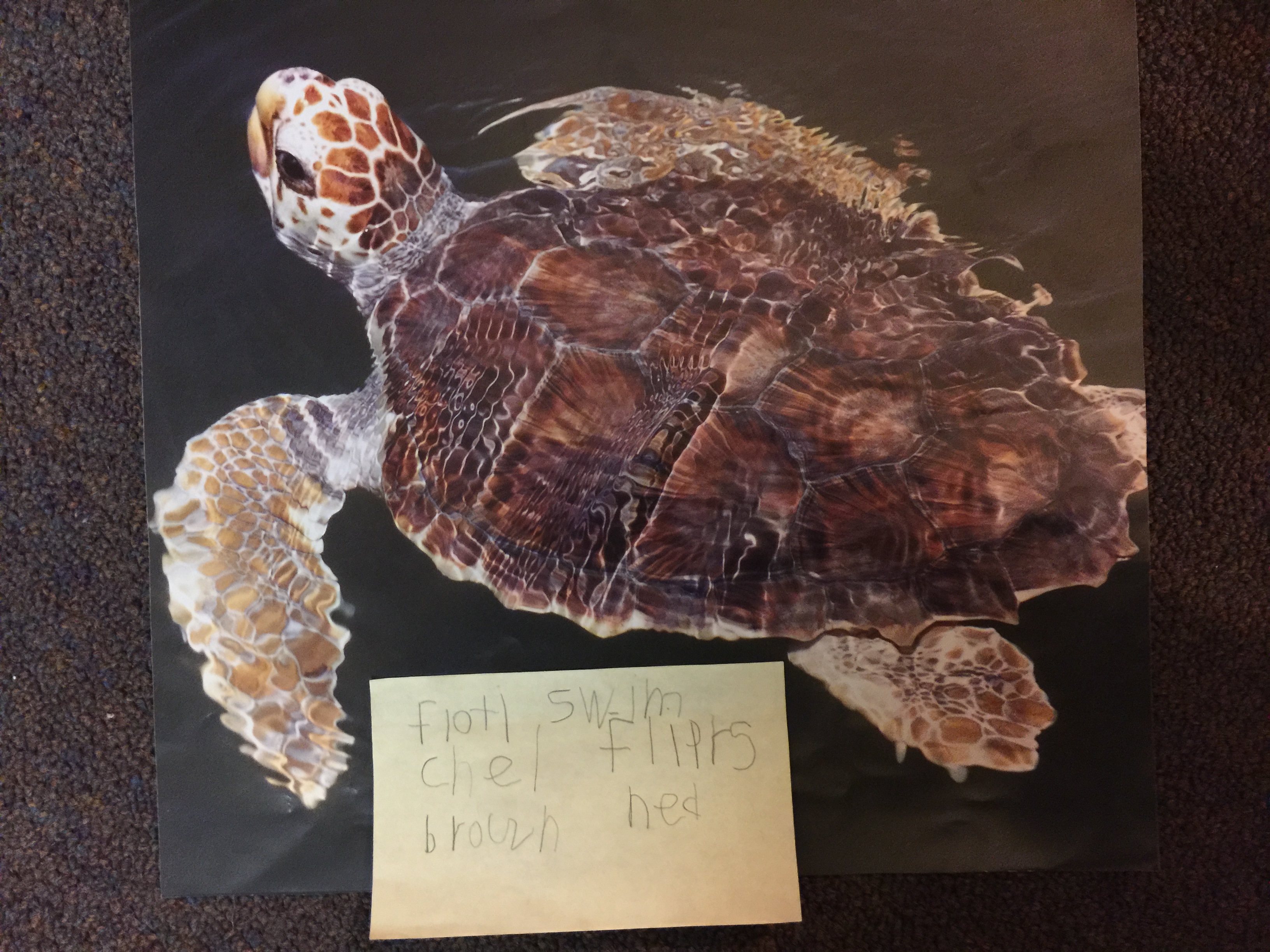 kinder sea turtle 2